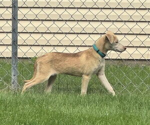 Tilly - Female Labrador Retriever-Unknown Mix Dog for Adoption - Photo #6