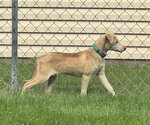 Small #5 Labrador Retriever Mix