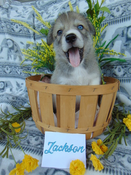 Medium Photo #1 Pyrenees Husky Puppy For Sale in PHILADELPHIA, PA, USA