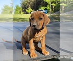 Puppy Puppy 6 Rhodesian Ridgeback