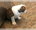 Small Photo #5 Olde English Bulldogge Puppy For Sale in ONEIDA, IL, USA