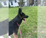 Small German Shepherd Dog