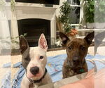 Small #1 American Pit Bull Terrier
