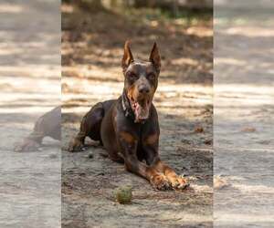 Doberman Pinscher Dogs for adoption in Aurora, OH, USA