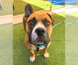 Mutt Dogs for adoption in Sacramento, CA, USA