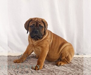 Bullmastiff Puppy for sale in NEW HOLLAND, PA, USA