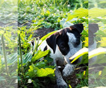 Small Photo #4 Australian Cattle Dog-Catahoula Leopard Dog Mix Puppy For Sale in WELLMAN, IA, USA
