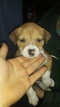 Medium Photo #1 American Staffordshire Terrier Puppy For Sale in NEW FRANKLIN, MO, USA