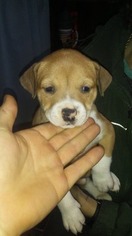 American Staffordshire Terrier Puppy for sale in NEW FRANKLIN, MO, USA