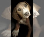 Small #7 Labrador Retriever Mix