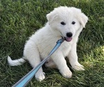 Small Photo #6 Great Pyrenees Puppy For Sale in CANOGA, NY, USA