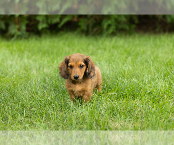 Medium Photo #3 Dachshund Puppy For Sale in MILFORD, IN, USA