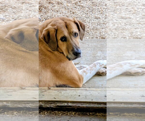 Medium Photo #8 Labrador Retriever-Unknown Mix Puppy For Sale in Rockaway, NJ, USA