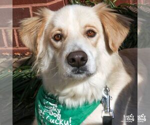 Colonial Cocker Spaniel-Retriever  Mix Dogs for adoption in Washington, DC, USA