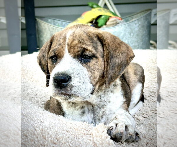 Medium Photo #2 Mutt Puppy For Sale in Mooresville, NC, USA