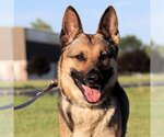 Small #3 German Shepherd Dog