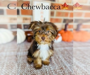 Yorkshire Terrier Puppy for sale in MURFREESBORO, TN, USA