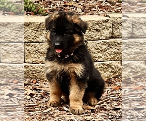 German Shepherd Dog Litter for sale in COVINGTON, LA, USA