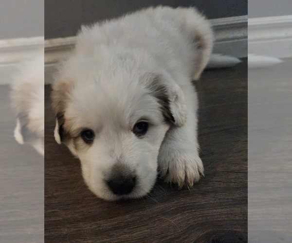 Medium Photo #5 Great Pyrenees Puppy For Sale in LAS VEGAS, NV, USA