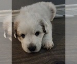 Small Photo #5 Great Pyrenees Puppy For Sale in LAS VEGAS, NV, USA