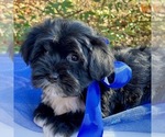 Small Photo #3 Yorkie-ton Puppy For Sale in MC CLURE, PA, USA