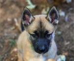 Small Photo #1 Belgian Malinois-Siberian Husky Mix Puppy For Sale in KANSAS CITY, MO, USA