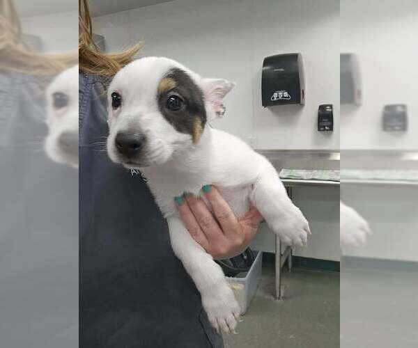 Medium Photo #2 Mutt Puppy For Sale in Oak Bluffs, MA, USA
