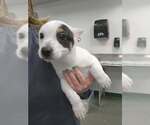 Small #1 Mutt