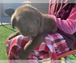 Small Photo #4 Labrador Retriever Puppy For Sale in STOCKTON, CA, USA