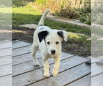 Small #1 Mutt