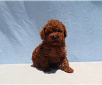 Small #8 Poodle (Toy)
