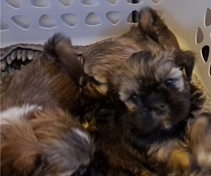Lhasa Apso Puppy for Sale in OROVILLE, California USA