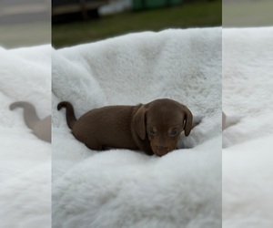 Dachshund Puppy for sale in DE KALB, TX, USA