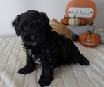 Small #12 ShihPoo