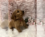 Small Photo #4 Goldendoodle Puppy For Sale in SAINT GEORGE, UT, USA