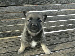 Norwegian Elkhound Puppy for sale in HUDSON, MI, USA