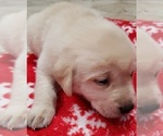 Small Photo #16 Labrador Retriever Puppy For Sale in OLYMPIA, WA, USA