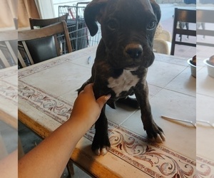 Boxer Puppy for Sale in CORONA, California USA
