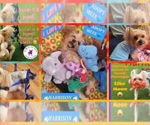Harrison Yorkie On Wheels - Male Mutt Dog for Adoption - Photo #3