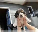 Small #5 Beagle