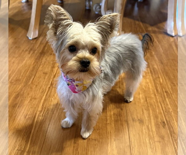 Medium Photo #13 Mutt Puppy For Sale in Allentown,, PA, USA