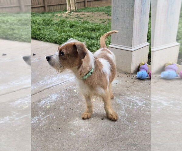 Medium Photo #3 Colonial Cocker Spaniel-Unknown Mix Puppy For Sale in Mooresville, NC, USA