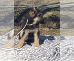 Small Photo #3 German Shepherd Dog Puppy For Sale in HOPKINSVILLE/PRINCETON, KY, NH, USA