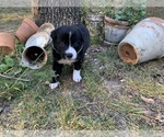 Small Photo #3 Border Collie Puppy For Sale in LECOMA, MO, USA