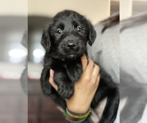 Labradoodle Puppy for sale in N HIGHLANDS, CA, USA