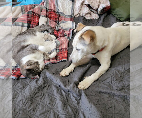 Medium Photo #2 Siberian Husky-Unknown Mix Puppy For Sale in Salt Lake City, UT, USA