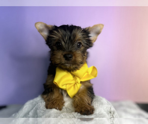 Yorkshire Terrier Litter for sale in CONCORD, CA, USA