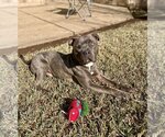 Small #2 American Pit Bull Terrier-American Staffordshire Terrier Mix