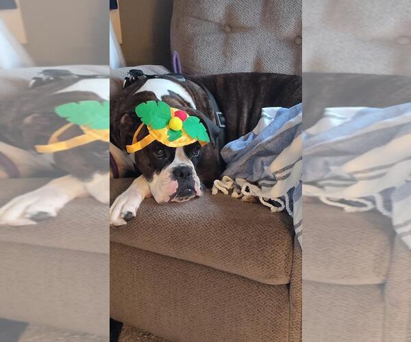 Medium Photo #3 Boxer Puppy For Sale in Woodbury, MN, USA