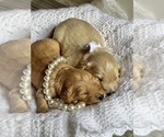 Small Goldendoodle